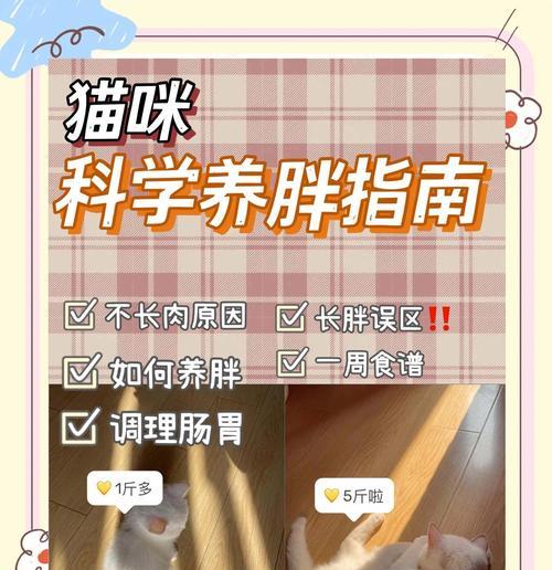 如何正确增肥你的猫咪？（掌握猫咪饮食结构，科学增肥！）