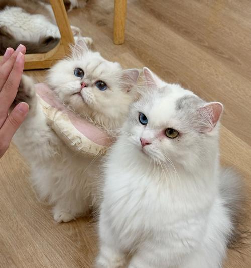 猫猫生小猫后多久恢复正常的时间？（探究母猫产后康复的过程和时间）