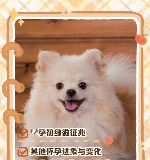 狗的怀孕到生的周期和注意事项（了解狗的怀孕周期及生产前后的细节，让你成为贴心的宠物家长）