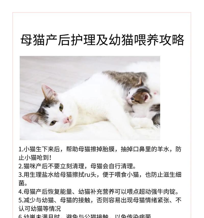 猫咪宝宝洗澡的最佳时机（小猫咪洗澡的关键时间点及注意事项）