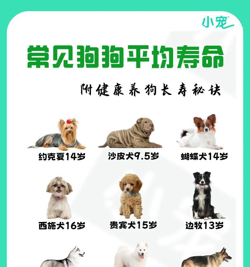 狗的寿命之谜（解析狗的寿命、影响因素和延长方法）