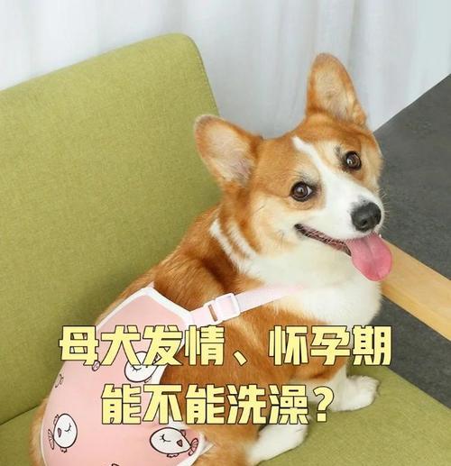 小狗感冒多久可以洗澡？（洗澡对小狗感冒的影响及注意事项）