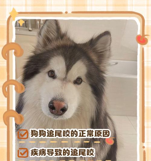 狗狗呼吸困难的症状表现及原因探究