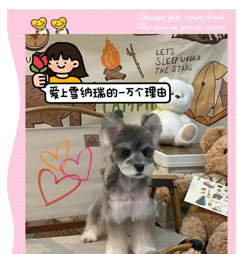 雪纳瑞的优点——活泼聪明可爱（了解这个可爱的犬种，惊喜不断）