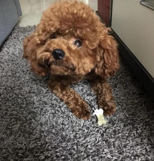如何挑选品质好的泰迪犬（教你辨别“高品质”的泰迪犬）