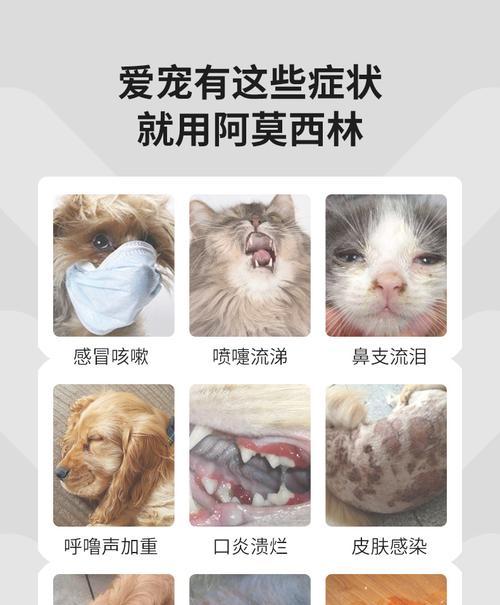 狗狗感冒用药方法与建议（狗狗感冒药物选择及正确喂药方法）