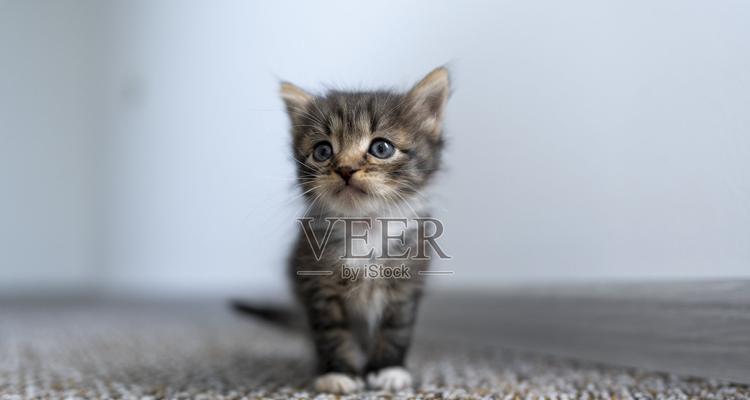 关爱新生小猫，成就健康成长（如何照料刚出生的小猫，让它们健康成长？）