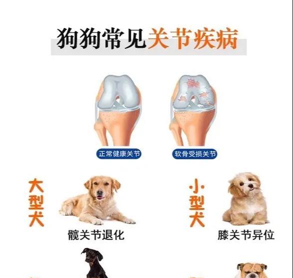 狗狗常见疾病及预防措施（了解常见疾病，为狗狗健康护航）