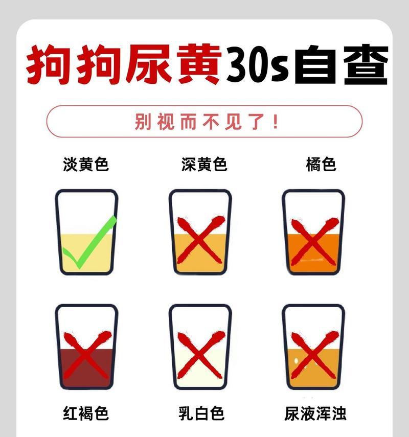 狗狗尿路感染（了解如何识别和处理狗狗尿路感染，以及如何预防它们）