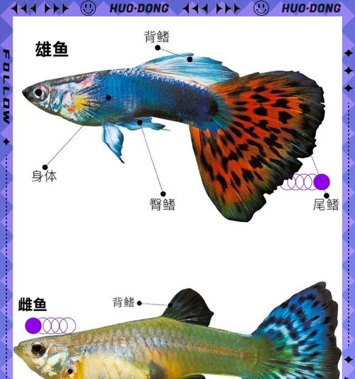 长期不困水、直接大量更换观赏鱼容易出问题（水质管理关键，关注观赏鱼的健康）