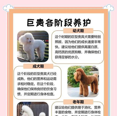 成年贵宾犬的洗澡频率究竟是多久一次？（为了贵宾犬的健康和舒适，洗澡的时间间隔至关重要！）