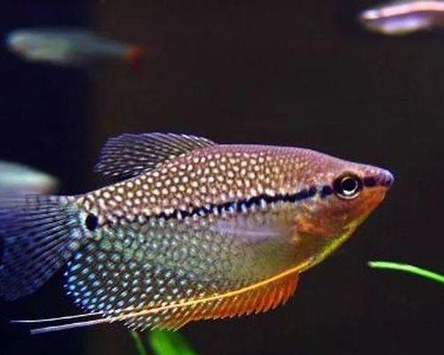 易繁殖的鱼类有哪些？（探索水族箱中容易繁殖的鱼类品种及其特点）