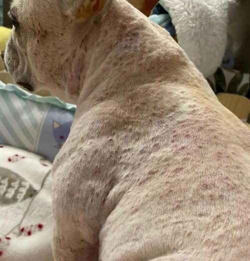 湿疹犬的康复之路（狗得了湿疹，如何加速康复？）