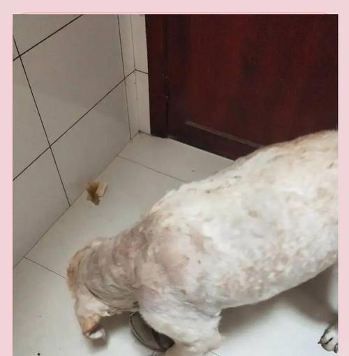 狗狗剃胎毛的适宜年龄和注意事项（宠物狗的胎毛护理关键要素及剃毛技巧）