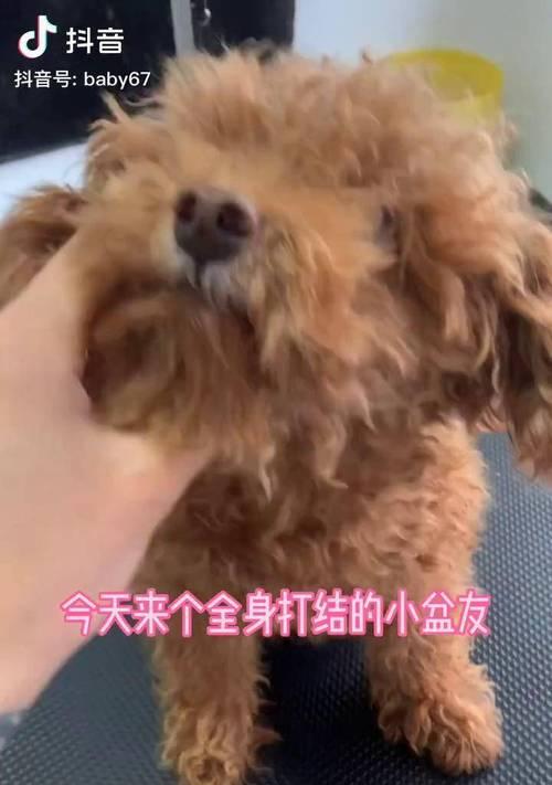 狗狗断血线后多久碰水？了解关键时间保护宠物健康（正确掌握关键时间，给予宠物正确的护理和保护）