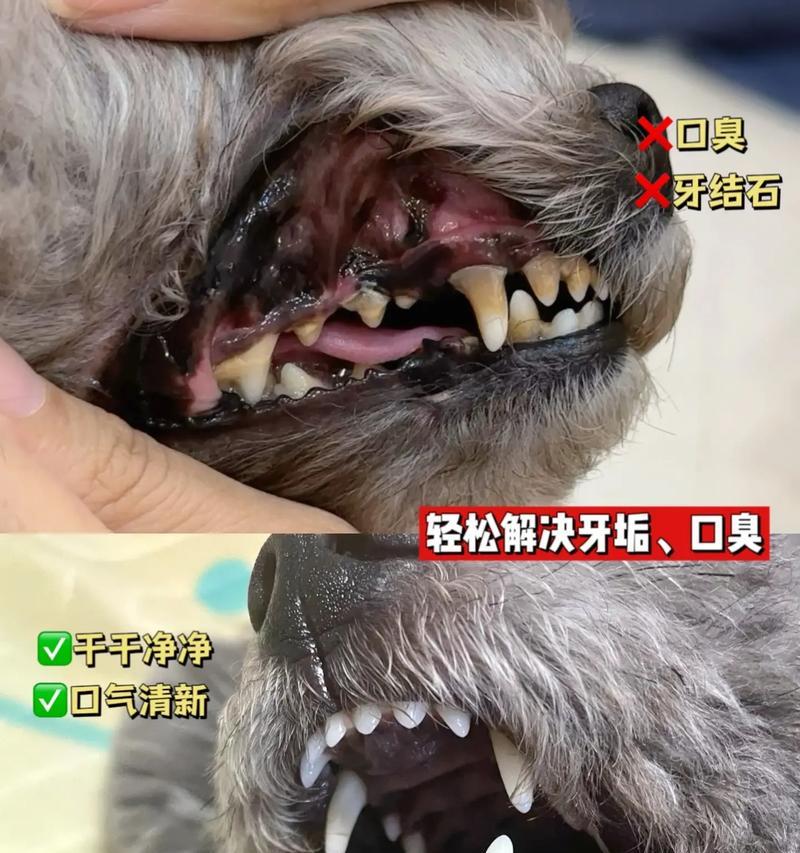 狗狗大牙更替的周期和注意事项（了解狗狗的牙齿生长周期及正确护理方法）