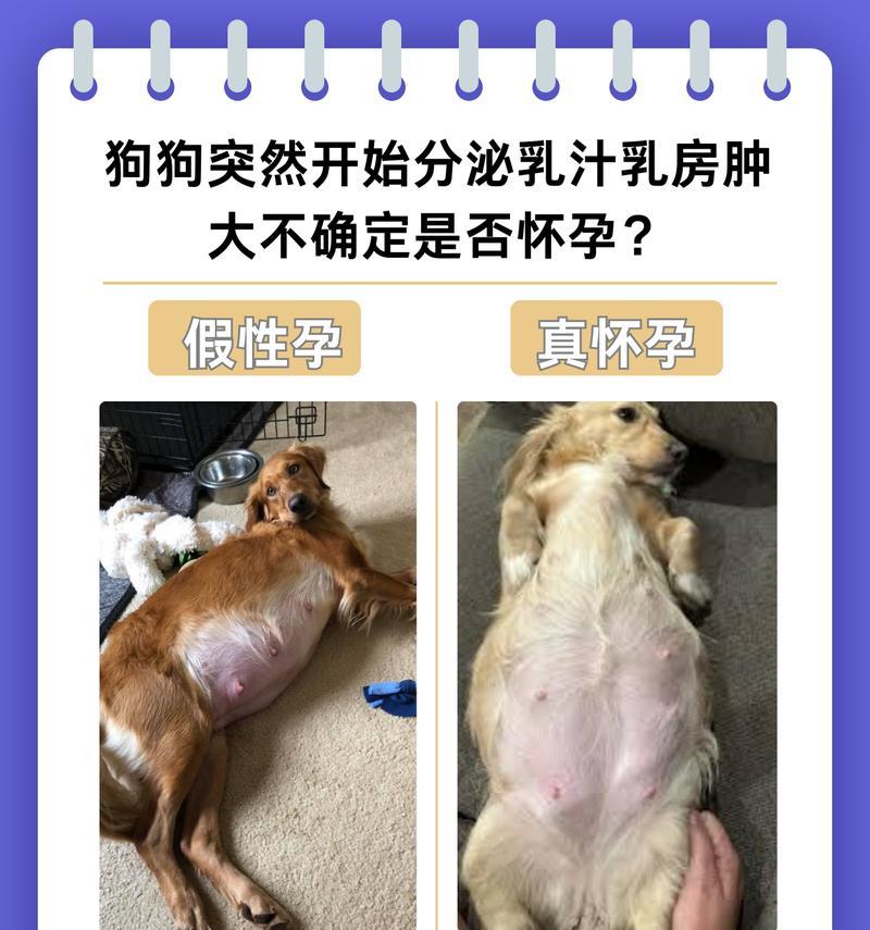 狗狗假怀孕的持续时间及相关注意事项（狗狗假怀孕的症状、周期和处理方法）