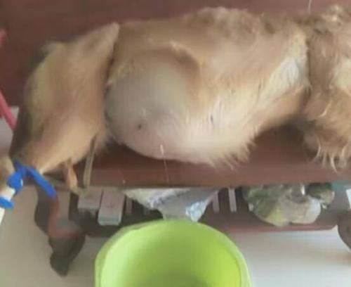 揭秘狗狗腹积水（了解腹积水的主要表现及其管理）