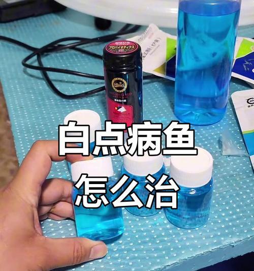 观赏鱼得白点病不用愁（白点病防治的妙招）