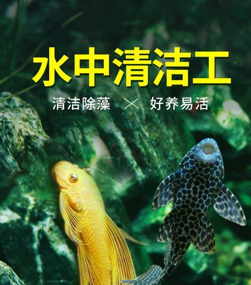 清道夫鱼繁殖周期及生宝宝的时间（探寻清道夫鱼生殖的奥秘，揭示繁衍后代的时间规律）