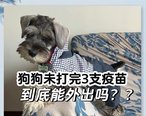 小狗打疫苗的时间安排及注意事项（带回小狗多久后可以进行首次疫苗接种，小狗疫苗接种的注意事项）