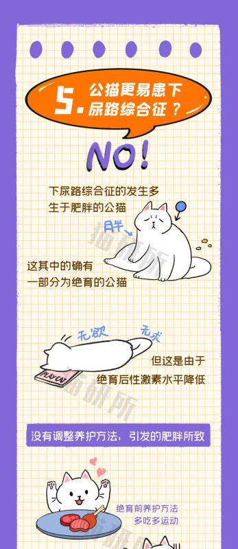 猫绝育后的排便频率及注意事项（猫绝育后多久会拉屎？细节把握在关键的5天！）