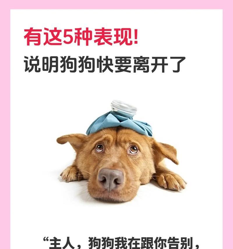 狗狗也会认主人吗？探究狗狗认主人的8个标准（揭示狗狗对主人情感的表达方式及其重要性）