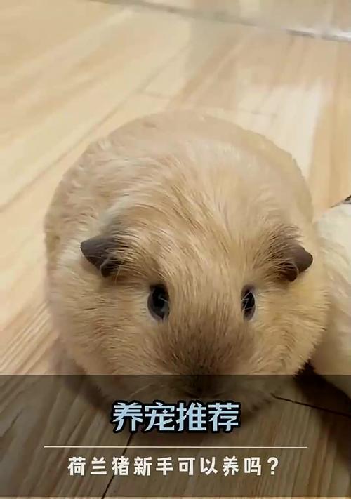 荷兰猪的养殖技巧（荷兰猪养殖的注意事项和喂养方法）
