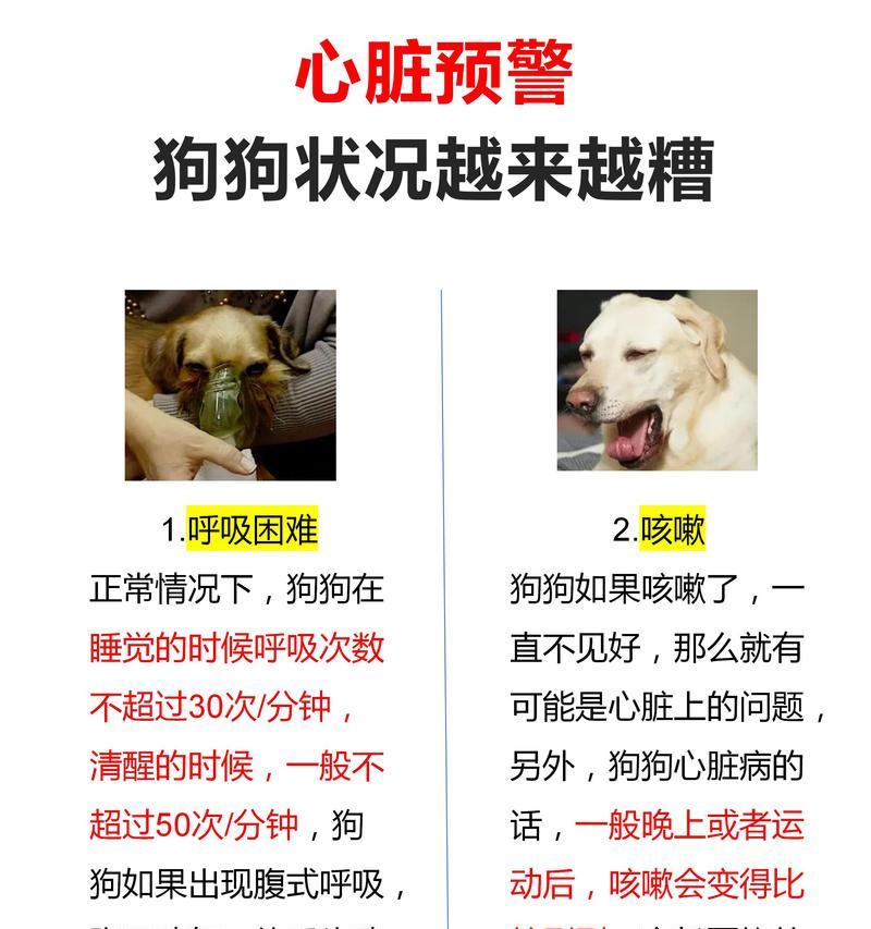 狗狗的常见疾病与健康知识（了解狗狗的疾病预防和治疗方法，提升它们的健康水平）