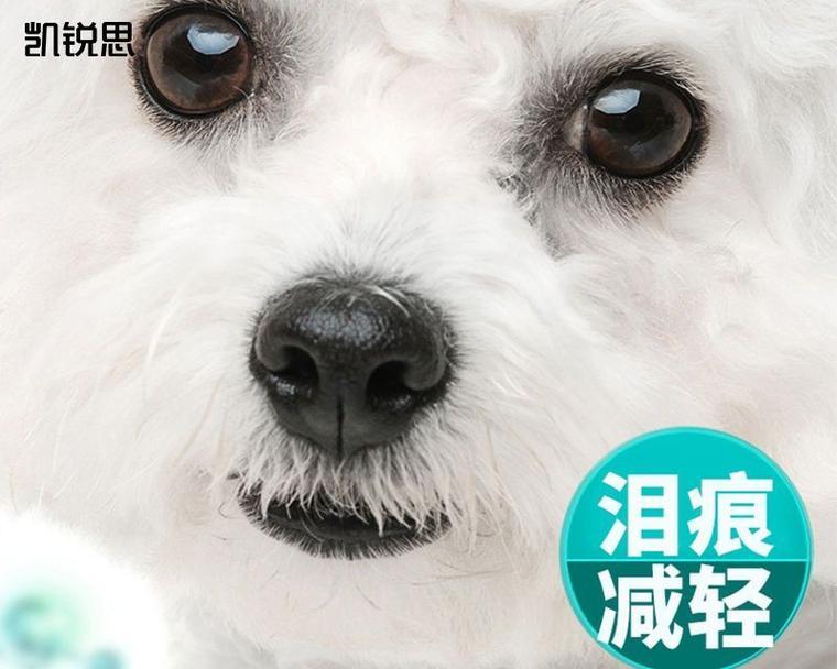 以比熊有泪痕，6件事你有做到了吗？（关爱你的比熊，让它摆脱泪痕的困扰）