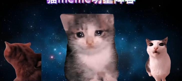 明星与他们的爱猫（这些明星的宠物猫让他们甘愿当猫奴，）