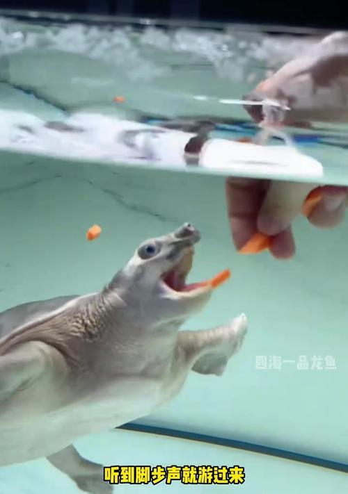 如何正确饲养猪鼻龟（掌握关键技巧，打造理想家园）
