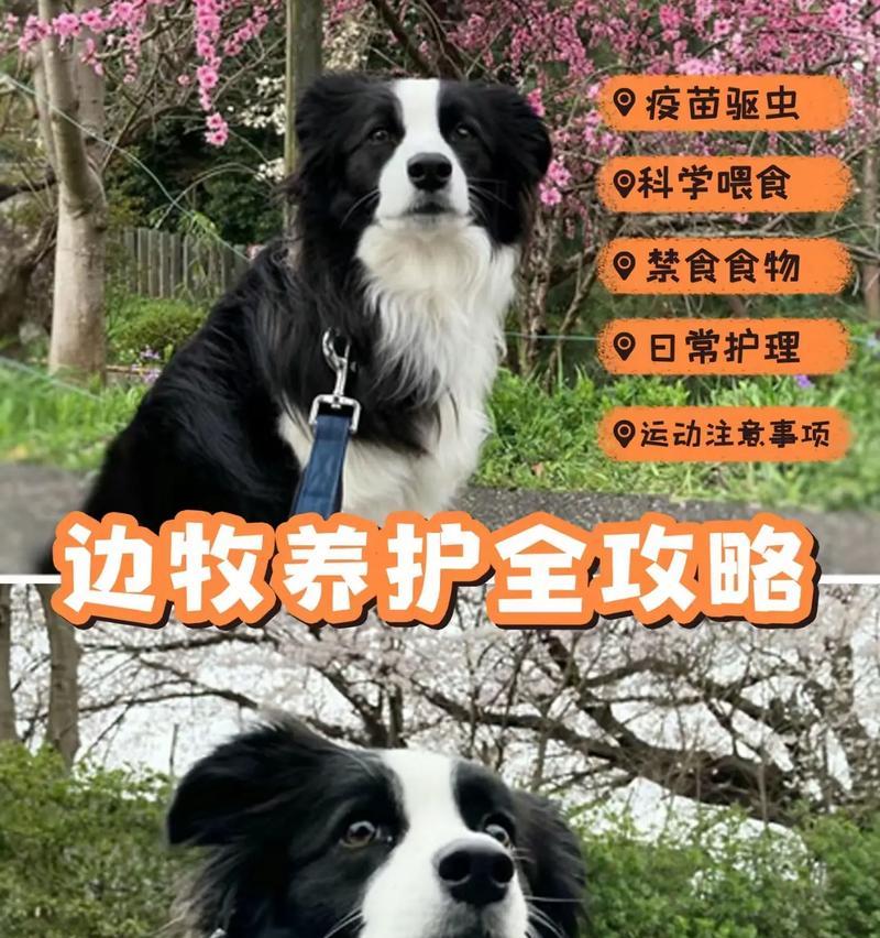 小边牧拉稀禁食多久？解决办法一网打尽（禁食时间、）