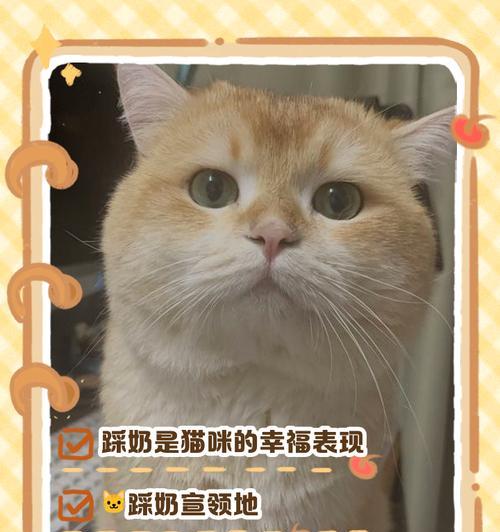 猫咪为什么会踩奶？解析其几种含义与行为动机（探究猫咪踩奶的原因及其在猫咪行为中的多重意义）