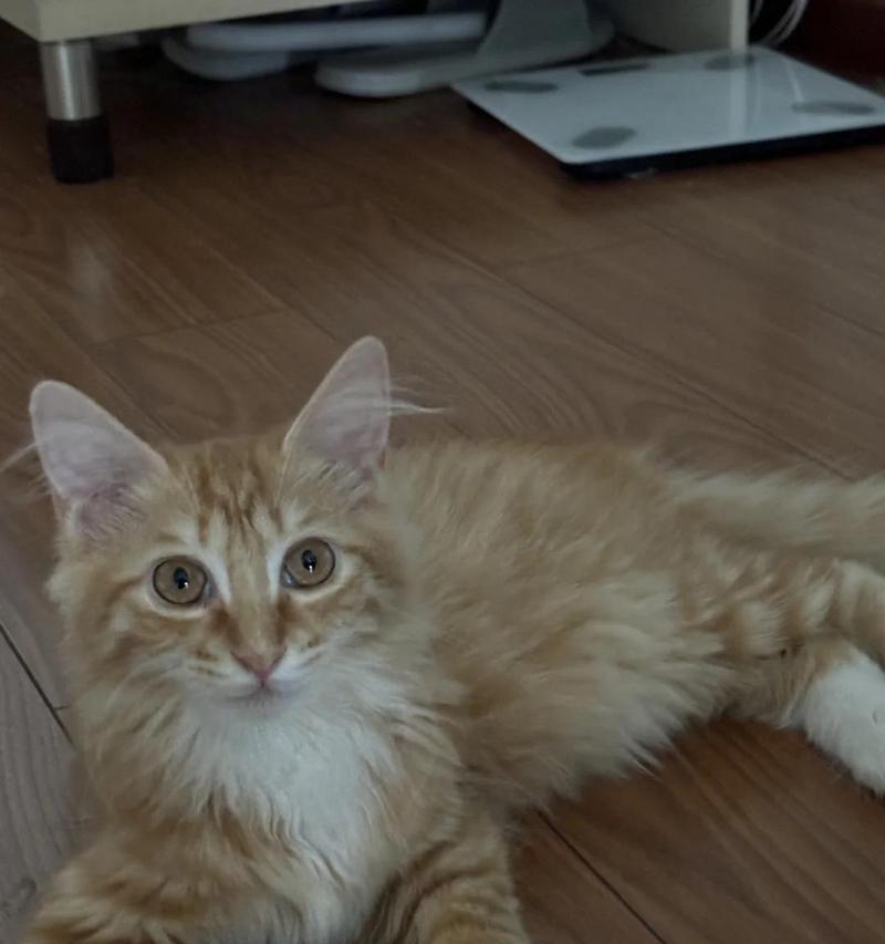 如何通过猫咪的状态判断是否发烧？（猫咪发烧的迹象和识别方法）