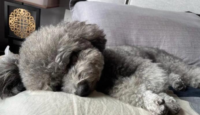 泰迪犬的疫苗接种时间及注意事项（探索泰迪犬疫苗接种的最佳时间和保健要点）