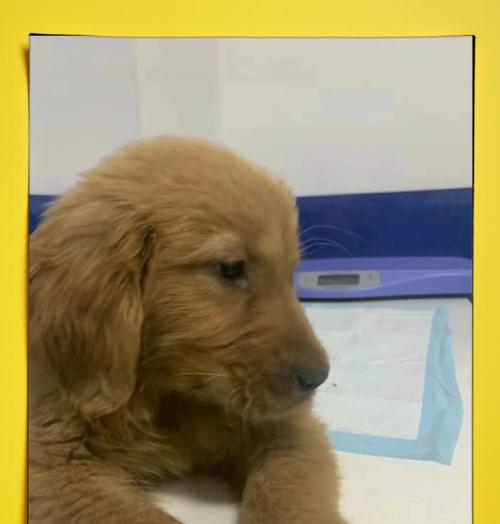 犬瘟的治疗期长短及关键因素（了解犬瘟的治愈时间及其影响因素）