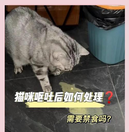 猫咪拉稀后的禁食期（为什么猫咪需要禁食？如何正确控制禁食时间？）