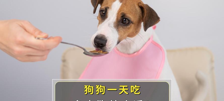 狗狗的日常饮食需求（如何合理安排狗狗的饮食计划）