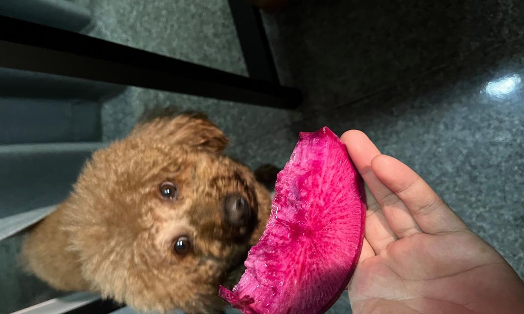 泰迪狗的蔬菜饮食指南（为你的泰迪狗提供营养丰富的蔬菜选择）