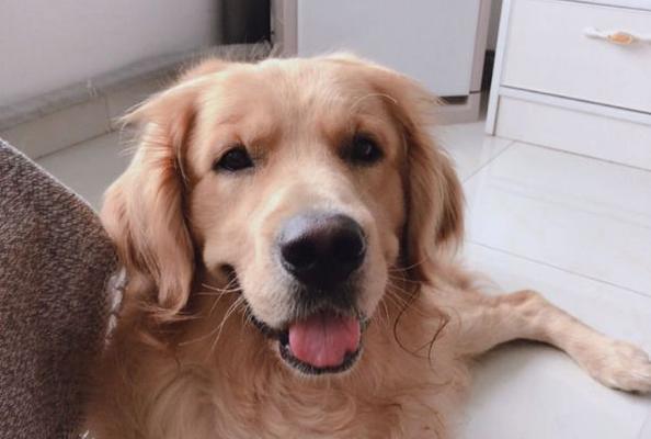 狗狗毛要长多久啊？（了解狗狗毛发的生长周期和护理技巧）