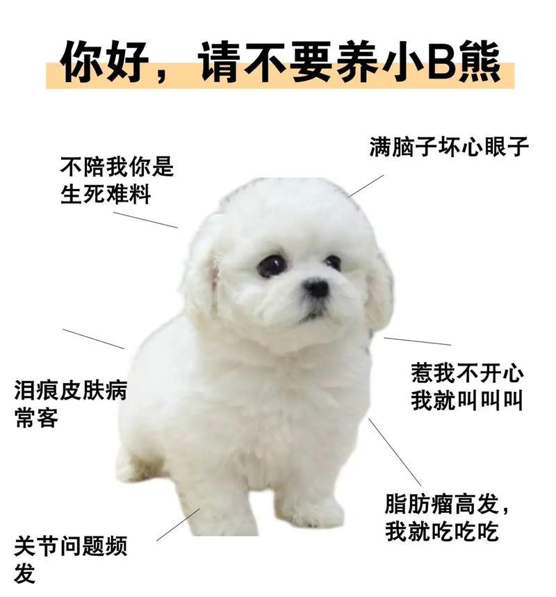 如何判断一只比熊的纯血统与否（5个关键点揭示比熊纯度的秘密）