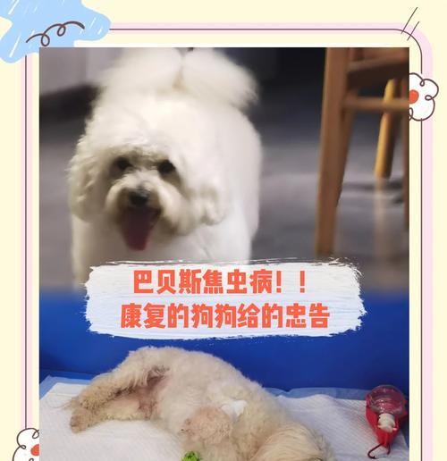 教你6招轻松帮你搞定狗狗肚子里的虫（狗狗喂食不当，肚子里有虫？这些方法帮你解决！）