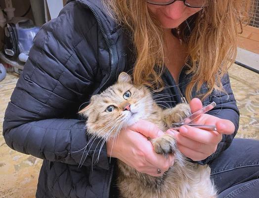 猫咪的不同阶段运动需求解析（了解猫咪不同阶段的运动需求，让它们健康快乐生活）