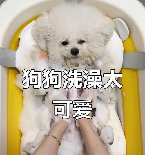 小狗崽出生后多久可以洗澡？（了解小狗洗澡的最佳时间和注意事项）
