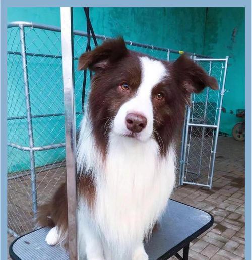 边境牧羊犬（独具魅力的工作犬种）