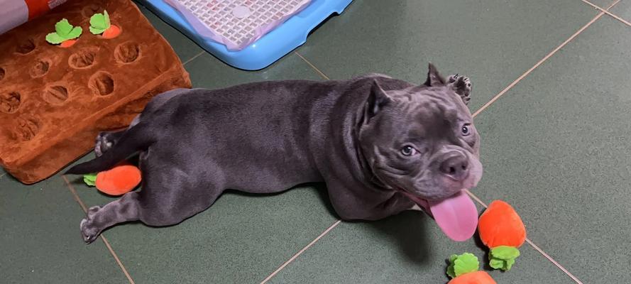 恶霸犬的爆头行为及原因解析（了解恶霸犬为什么会爆头，探寻其行为背后的动机和解决方法）