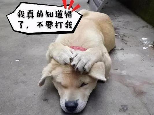 狗狗接受镇静后的恢复时间及注意事项（了解狗狗接受镇静后的恢复时间和如何正确护理）