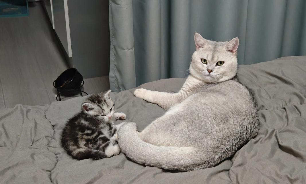 猫的交配前适应需要多长时间？（了解猫咪配种前的适应期有助于繁殖健康后代）
