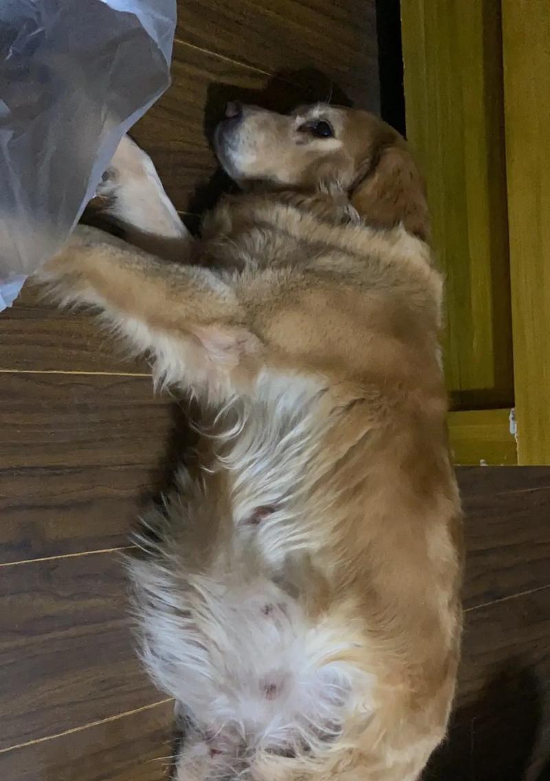 金毛寿命（探讨金毛犬生育期限及其影响因素）
